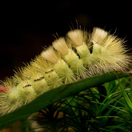 Meriansborstel (Calliteara pudibunda) rups jAlbum-6 null