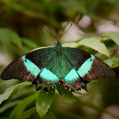 Emerald Swallowtail (Papilio palinurus), Emerald peacock, Green-banded peacock DSC05829-ARW_DxO_DeepPRIMEXD-Edit-Edit Instagram Art null