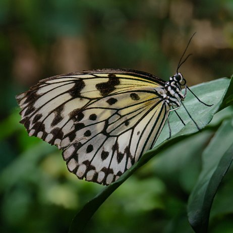 Papiervlinder (Idea Leuconoe) paper kite butterfly, rice paper butterfly, large tree nymph, of in Australia the white nymph butterfly DSC05832-ARW_DxO_DeepPRIMEXD-Edit Instagram Art null