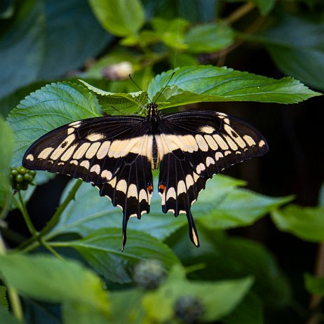 Papilio cresphontes - Ggiant swallowtail DSC08204-ARW_DxO_DeepPRIMEXD null