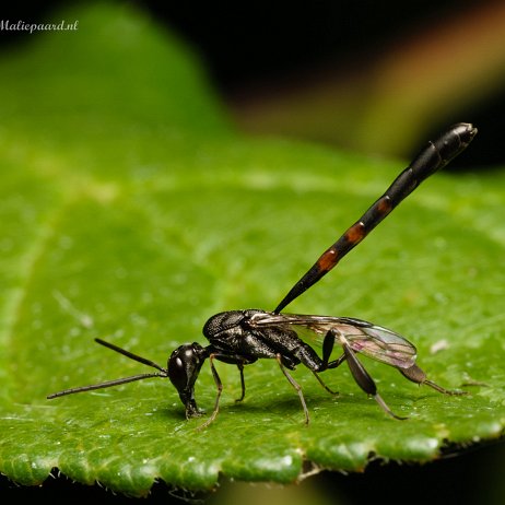2022-07-14 - Hongerwesp (Gasteruptiidae spec) - Gasteruption assectator - 3 rode bandjes - Achtertuin DSC03245 - Instagram null