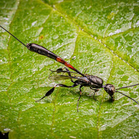 2022-07-14 - Hongerwesp (Gasteruptiidae spec) - Gasteruption erythrostomum - Achtertuin DSC03211-Edit - Instagram null