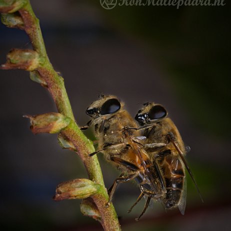 DSC01311.its an hot, hot summer. null