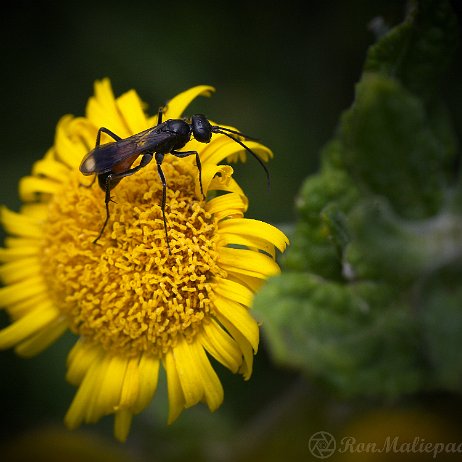 DSC01348 - Copy - Gewone borstelspinnendoder (Anoplius infuscatus) null