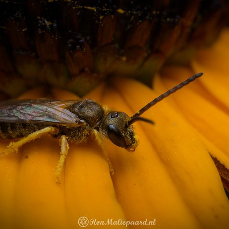 DSC02096 Bronsgroefbij (Halictus spec.) null