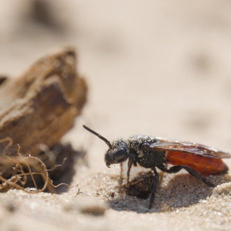 Grote bloedbij (Sphecodes albilabris) Bloedbij (Sphecodes spec.) 195 DSC09683-Enhanced-NR jAlbum 72dpi 50 perc-1 null