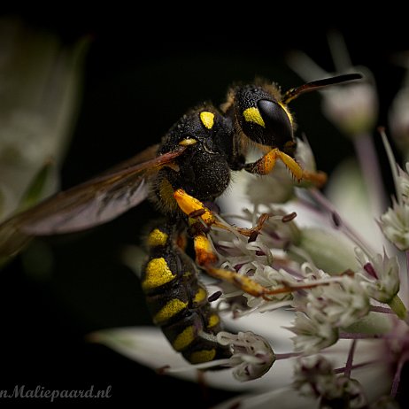 Wesp, Bij etc DSC09760_1 Grote snuittordoder(Cerceris arenaria) Gewone knoopwesp null