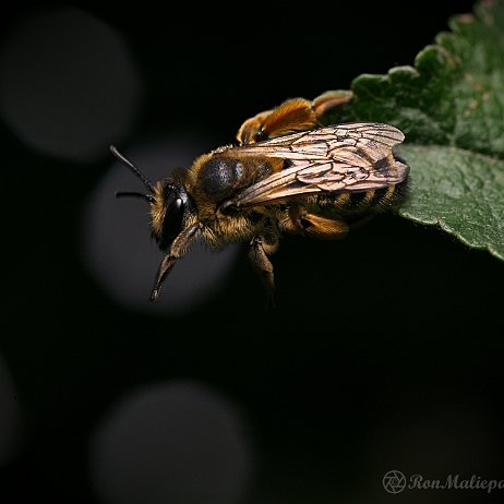 Wesp, Bij etc DSC09268 bij null