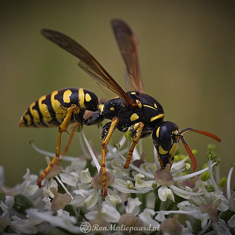 Wesp, bij etc DSC02403 Franse veldwesp (Polistes dominula) null