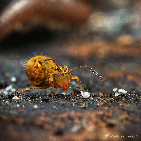 DSC08331-Topaz+edit- insta - Springstaartje (Dicyrtomina ornata) - Watermark null