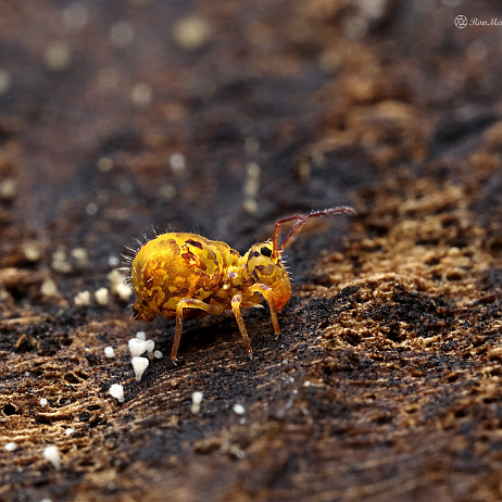 DSC08393+topaz- insta - Springstaartje (Dicyrtomina ornata) - Watermark_1 null