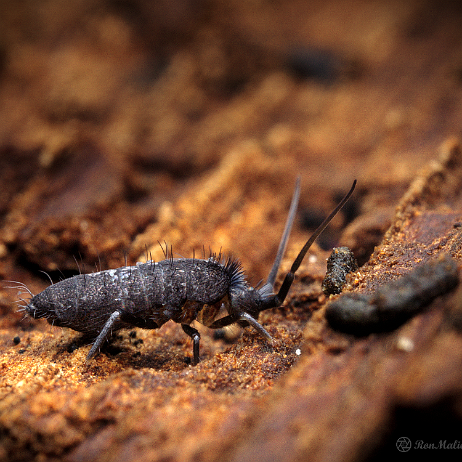 DSC08753- insta - Springstaartje (Pogonognathellus flavescens) - Watermark null