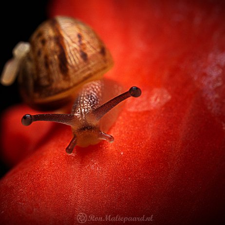 Slak DSC02344 - slakje op Gladiool null