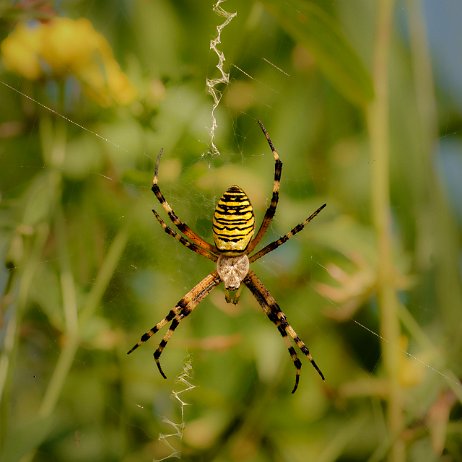 2022-07-24 - Wespspin of tijgerspin (Argiope bruennichi) --DSC04918-Edit - Instagram null