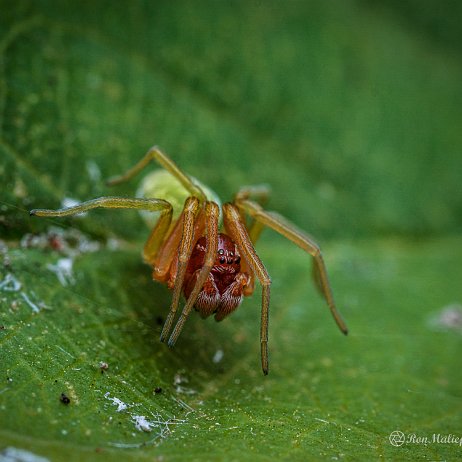 2022-10-07 - Groen kaardertje (Nigma walckenaeri) - DSC00263-Enhanced-Edit - Instagram null