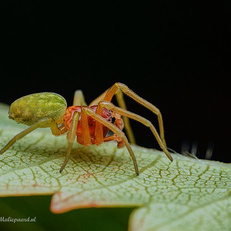 2022-10-07 - Groen kaardertje (Nigma walckenaeri) - DSC00269-Enhanced-Edit - Instagram null