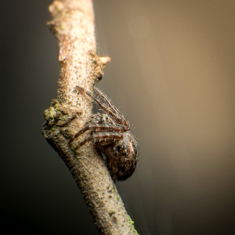 2024-01-06 - Brede wielwebspin (Agalenatea redii) - DSC09611 - Instagram null