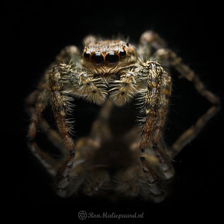 DSC00115-2 - Springspin Schorsmapissa (Marpissa muscosa) null