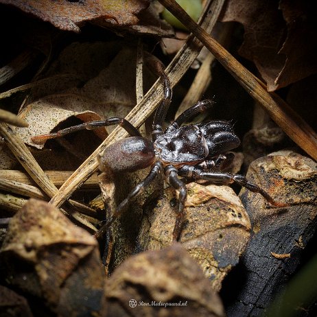DSC00596- insta - Gewone mijnspin (Atypus affibis) ♂ - Watermark null