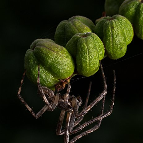 DSC01221 wolfspin null