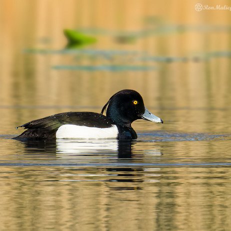 2022-04-24 - Kuifeend (Aythya fuligula) - Tenellaplas Oostvoorne DSC02917-ARW_DxO_DeepPRIME-2-2 - Instagram null