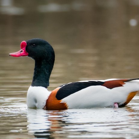 DSC06302-ARW-20240310-DxO_DeepPRIME XD2-Edit jAlbum null