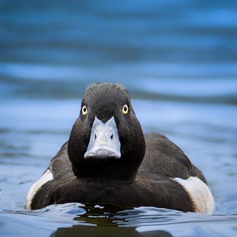 DSC07203-ARW-20240310-DxO_DeepPRIME XD2-Edit-Edit-2-Edit jAlbum null