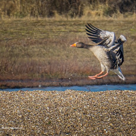 Grauwe gans (Anser anser) - Oostvoornse Meer - DSC02174 Instagram null