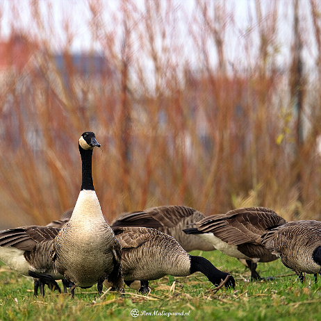 Grote Canadese gans (Branta canadensis), Canadese gans of Canadagans - DSC00989- insta null