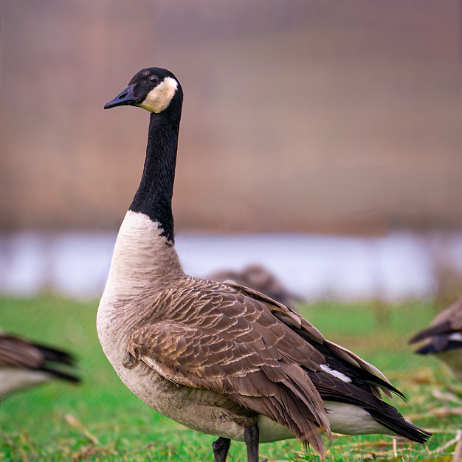 Grote Canadese gans (Branta canadensis), Canadese gans of Canadagans - DSC00995-2 Instagram-2 null