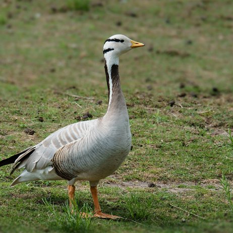 Indische gans of streepkopgans (Anser indicus) jAlbum null