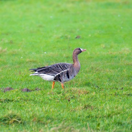 Kolgans (Anser albifrons) 008 DSC01911-Enhanced-NR null