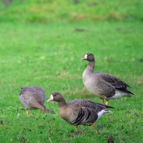 Kolgans (Anser albifrons) 013 DSC01919-20250104-DxO_DeepPRIME XD2s null