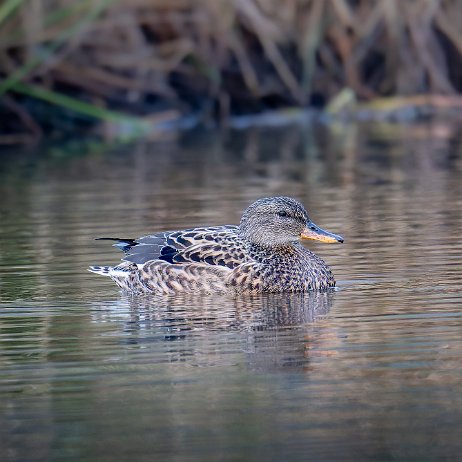 Krakeend (Mareca strepera) ♀ 027 DSC01934-20250104-DxO_DeepPRIME XD2s null