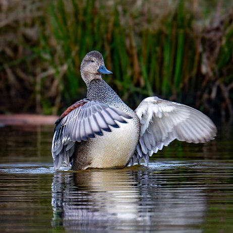 Krakeend (Mareca strepera) ♂ 001 DSC01928-20250104-DxO_DeepPRIME XD2s null