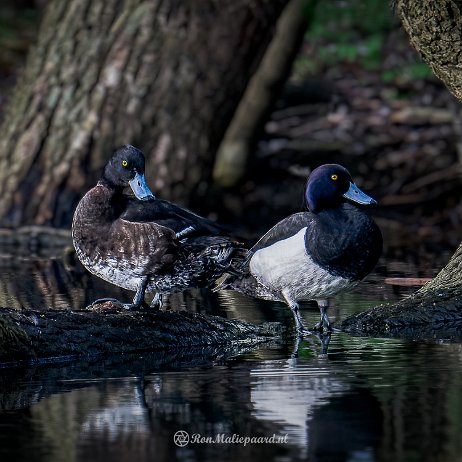 Kuifeend (Aythya fuligula) ♂+♀ - DSC02297-ARW_DxO_DeepPRIME-Edit-Edit-Edit-2 - Instagram null