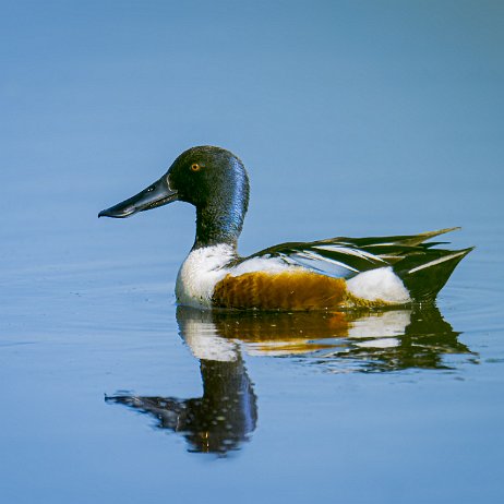 Slobeend (Spatula clypeata) jAlbum null