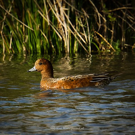 Smient (Mareca penelope) ♀ - DSC08112-ARW_DxO_DeepPRIME-Edit-Enhanced-Edit - Instagram null