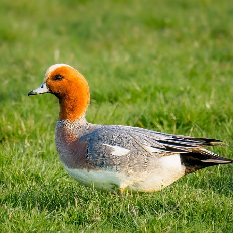 Smient (Mareca penelope) ♂ Smient (Mareca penelope) ♂ - 20230408 - DSC01608-ARW-20230408-DxO_DeepPRIME XD2-Edit jAlbum null