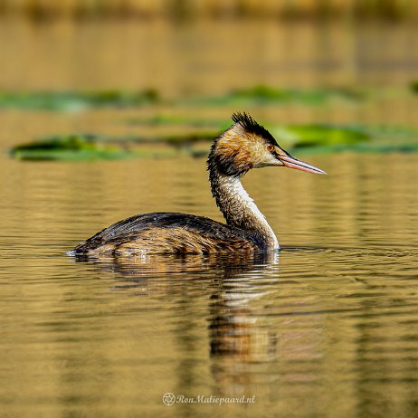 2022-04-24 - Fuut (Podiceps cristatus) - Tenellaplas Oostvoorne DSC03044 - Instagram-2 null