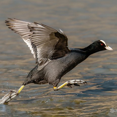 2023-03-05 - Meerkoet - DSC00198-ARW_DxO_DeepPRIME-Edit - Instagram null