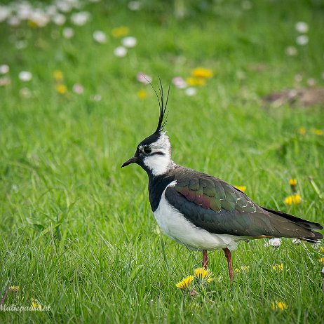 2023-07-12 - kievit of kieviet (Vanellus vanellus) - DSC02888-ARW_DxO_DeepPRIME-Edit-2 - Instagram null