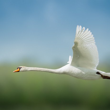 2024-04-28 - Knobbelzwaan (Cygnus olor) Mute Swan - DSC08711-Enhanced-NR-Edit - Instagram 72dpi 50 perc null