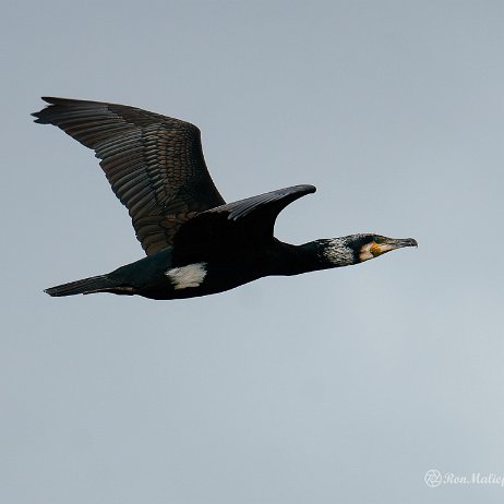 Aalscholver (Phalacrocorax carbo) - DSC00075-ARW_DxO_DeepPRIME-Topaz Sharpen AI Edit - Instagram null