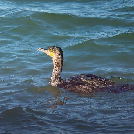 Aalscholver (Phalacrocorax carbo) 002 DSC02185-Enhanced-NR null