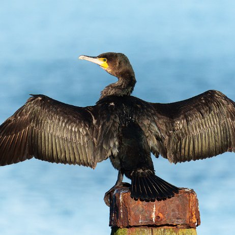 Aalscholver (Phalacrocorax carbo) 009 DSC02402-Enhanced-NR null