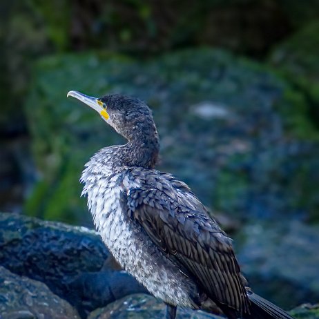 Aalscholver _DSC3526-2 Instagram null