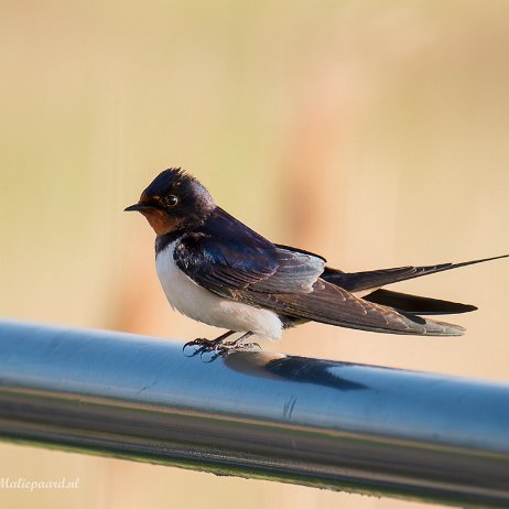 Boerenzwaluw (Hirundo rustica) - DSC03333-Enhanced-NR-Edit - Instagram null