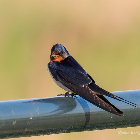 Boerenzwaluw (Hirundo rustica) - DSC03339-ARW_DxO_DeepPRIME-Edit - Instagram null