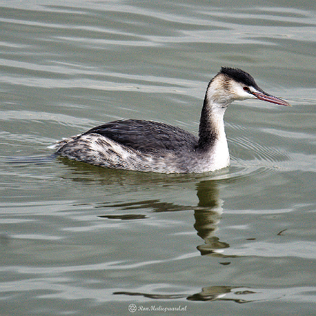 DSC00955- insta - Fuut (Podiceps cristatus) - Winterkleed - Watermark null